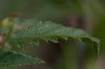 Nettleleaf noseburn